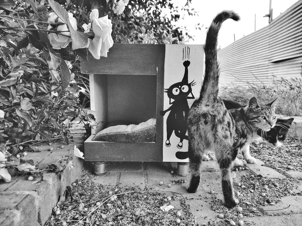Nine Lives