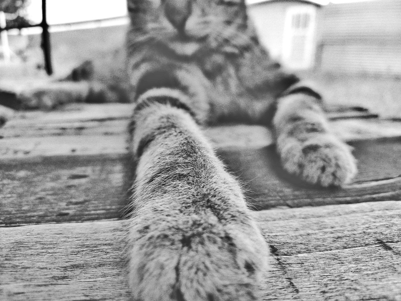 Nine Lives